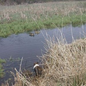 Meet your Posher, Goldieanddusty